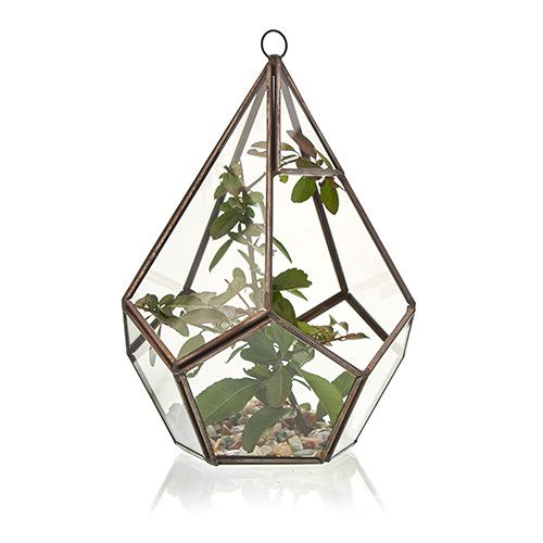 Glass Terrarium - Large Pentagon – product image 3 of 5
