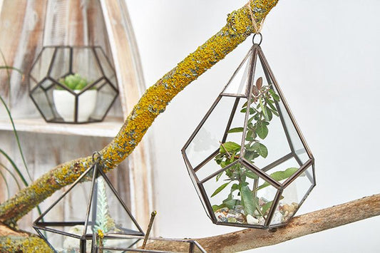 Glass Terrarium - Large Pentagon – product image 2 of 5