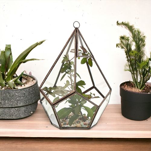 Glass Terrarium - Large Pentagon – product image 5 of 5