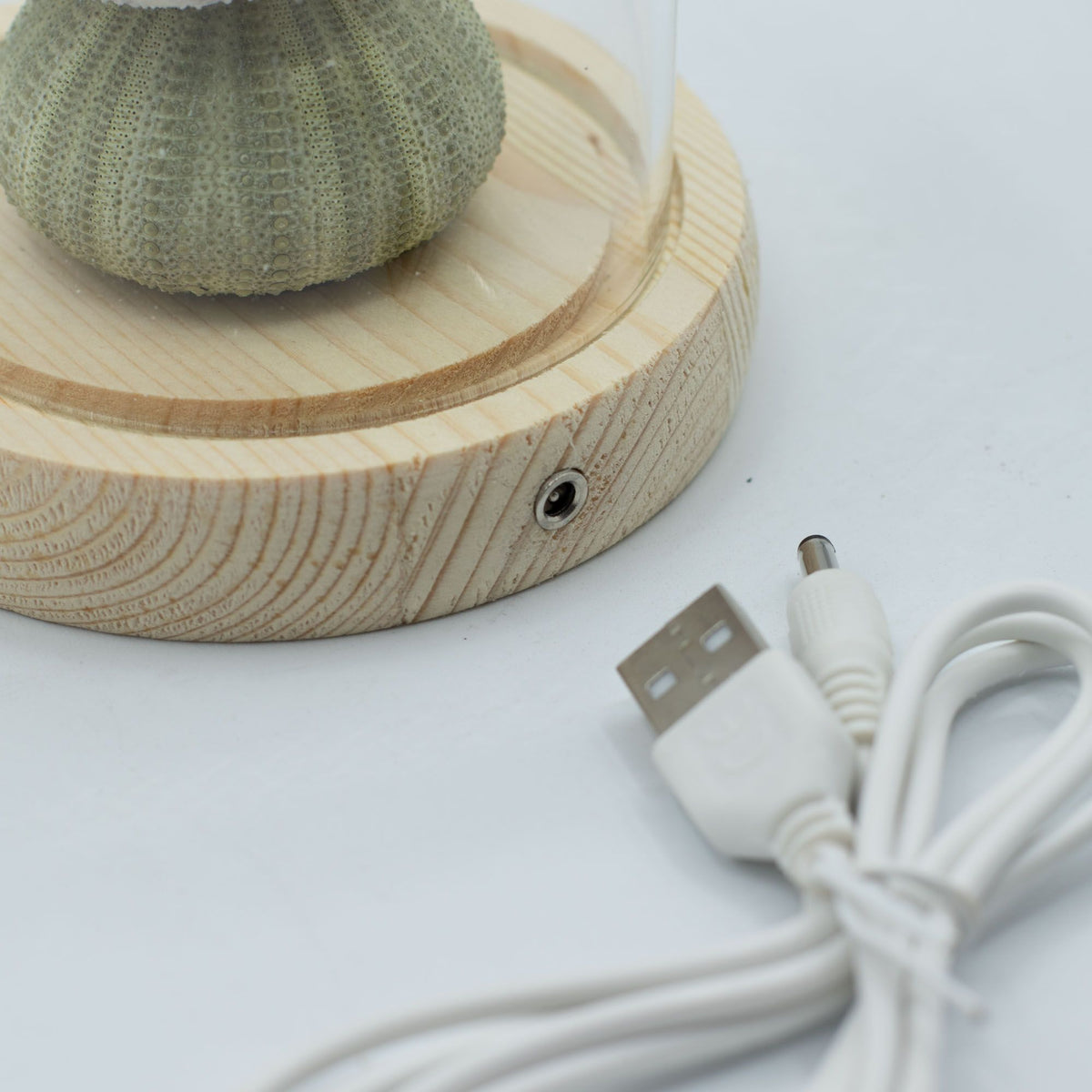 Floral Glow Garden Dome - 3 Sea Urchins - LED USB – product image 4 of 7