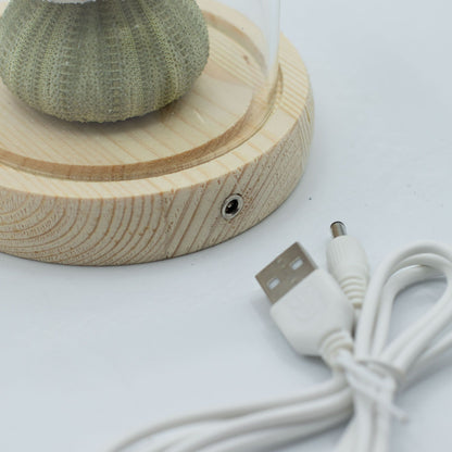 Floral Glow Garden Dome - 3 Sea Urchins - LED USB – product image 4 of 7