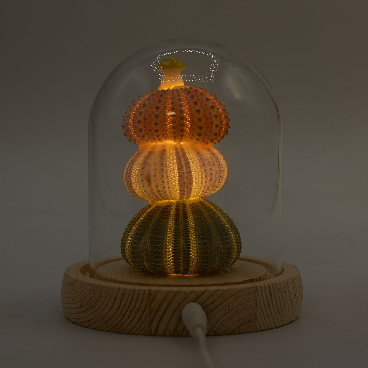 Floral Glow Garden Dome - 3 Sea Urchins - LED USB – product image 5 of 7