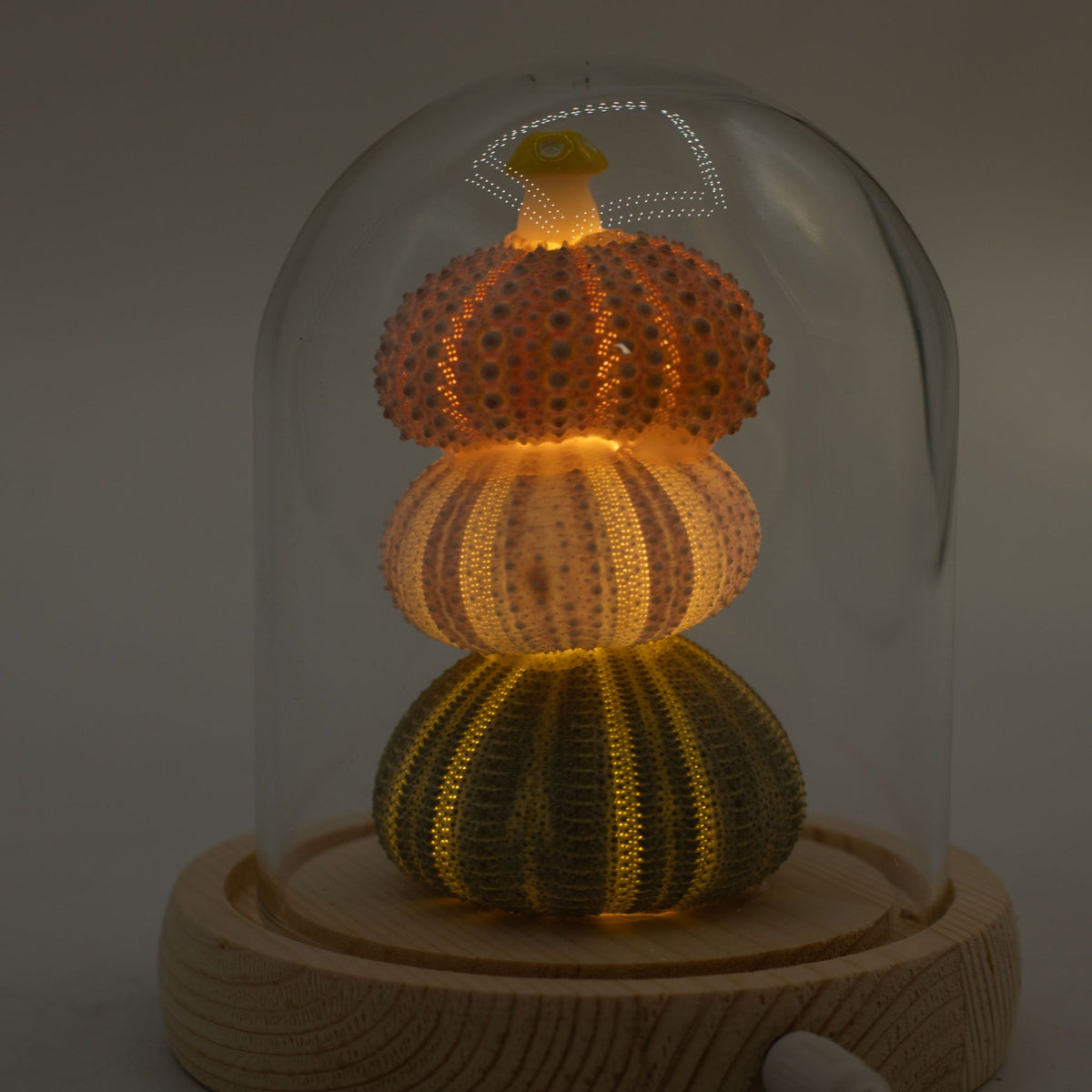 Floral Glow Garden Dome - 3 Sea Urchins - LED USB – product image 6 of 7